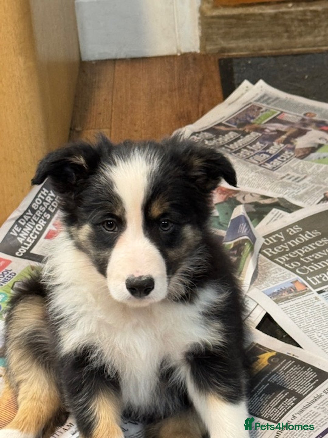Border Collie dogs for sale: KC Registered Border Collie puppies - Advert 10