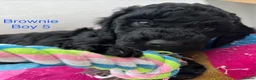 Cockapoo dogs for sale: 🐾REHOMED 🐾 Beautiful Black F1b Cockapoo 🖤 - Advert 11