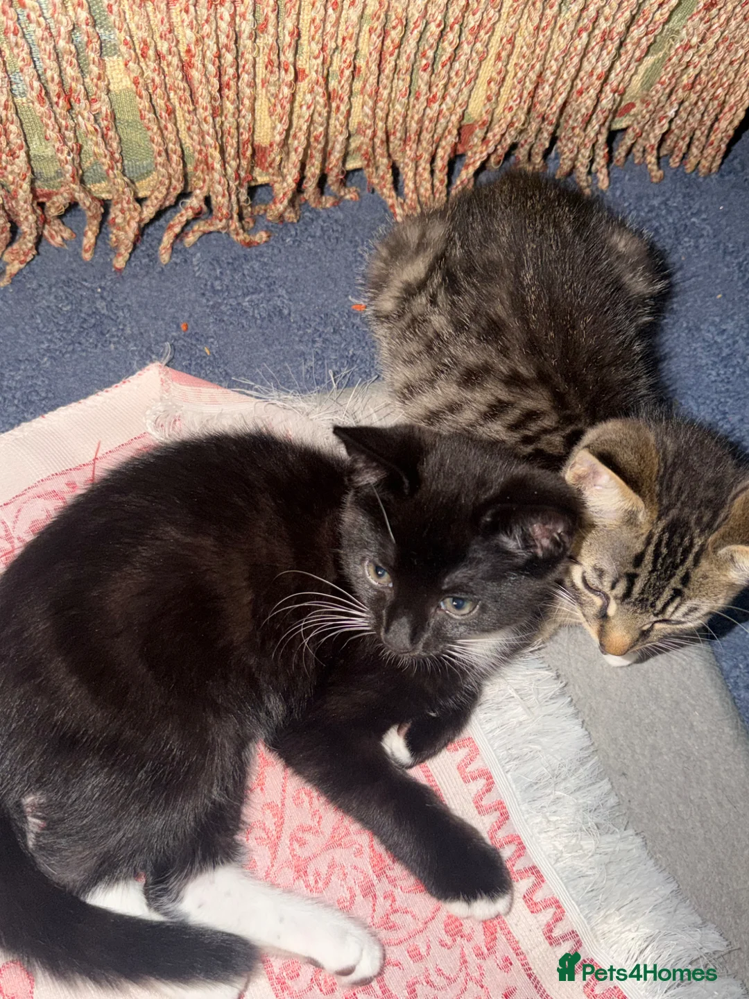 Mixed Breed cats for sale: Two Female Kittens – 8 Weeks Old - Advert 2