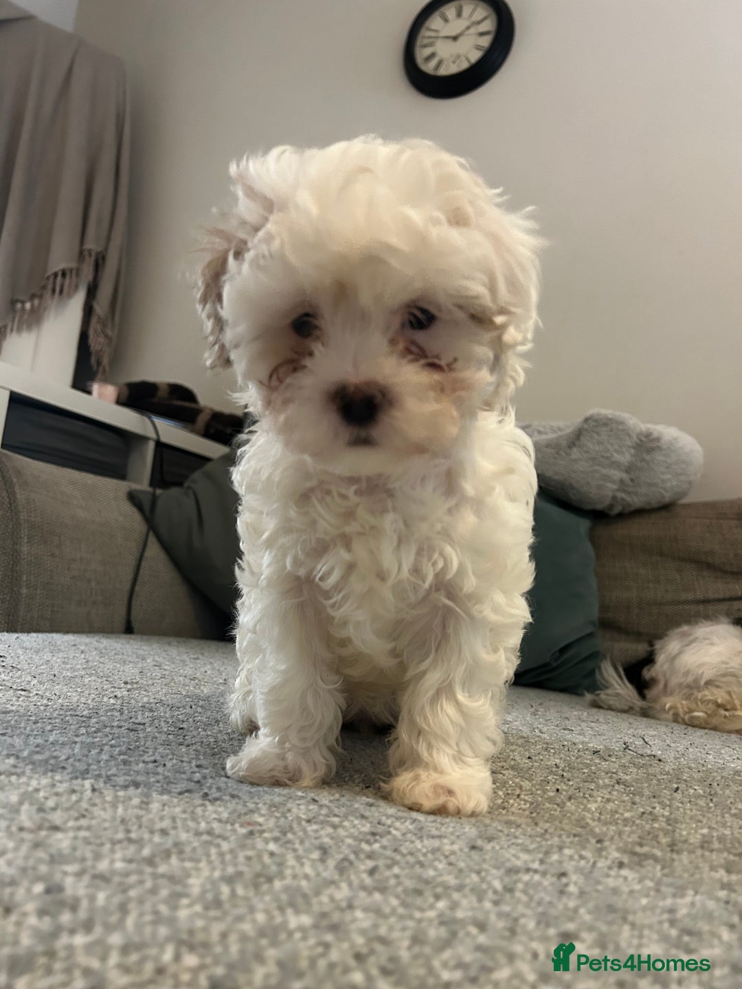 Shihpoo dogs for sale: Beautiful puppies Ready for their forever homes  - Advert 11