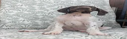 German Shorthaired Pointer dogs for sale: Beautiful German short haired pointer puppy's  - Advert 11