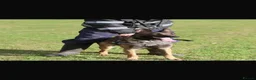 Mixed Breed dogs for sale: Kelsey & Kano litter due early November Darlington in Darlington - Advert 10