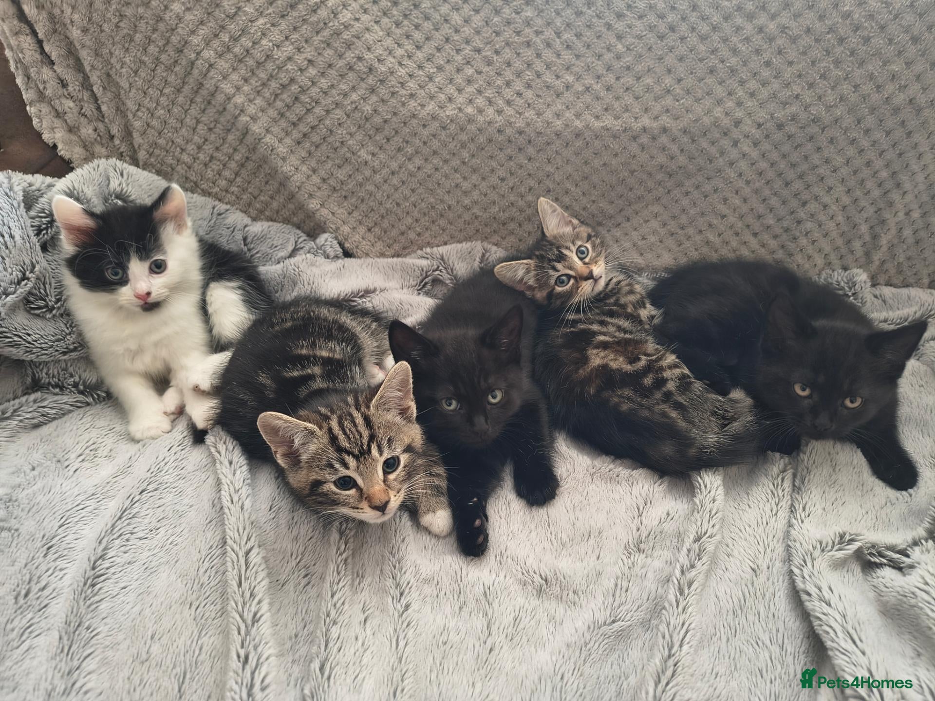 Mixed Breed cats LAST 5 Beautiful kittens available - Advert 1