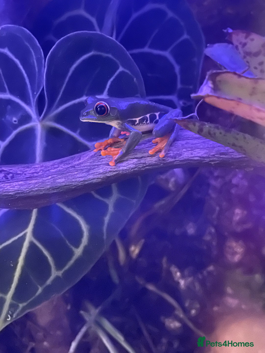 Frog reptiles for sale: Red Eye Tree Frog Trio - exchange for Day Gecko - Image 2
