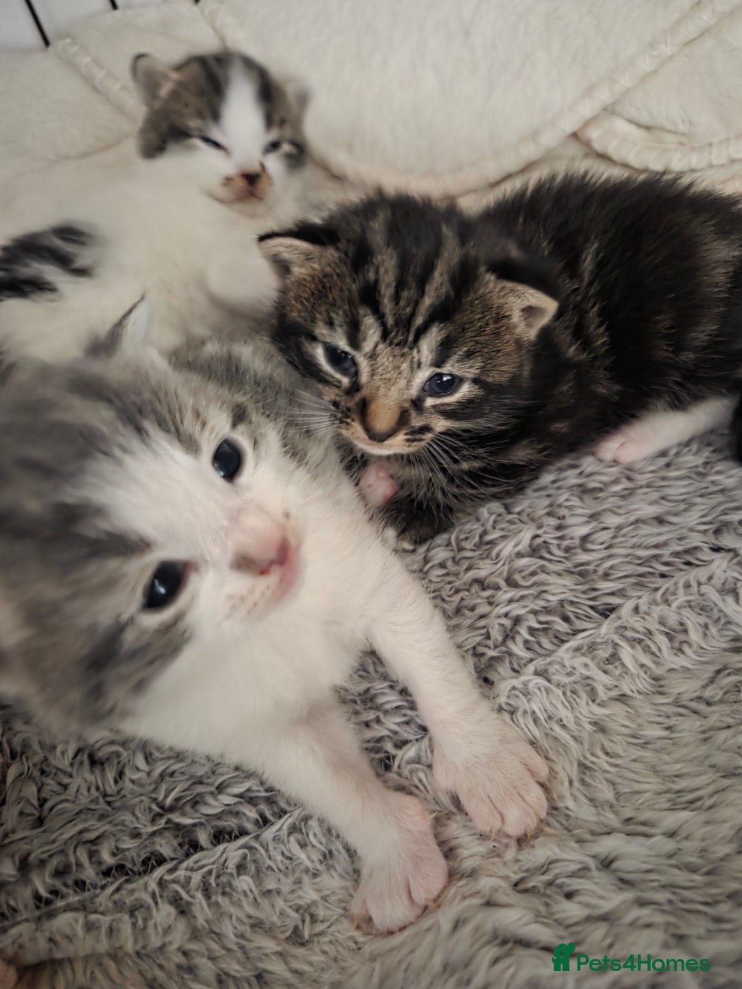 Mixed Breed cats for sale: 4 beautiful mixed breed kittens  - Advert 10