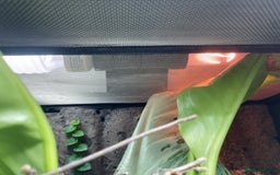 Gecko reptiles for sale: Full Bio Active set up with Crested Gecko - Image 6