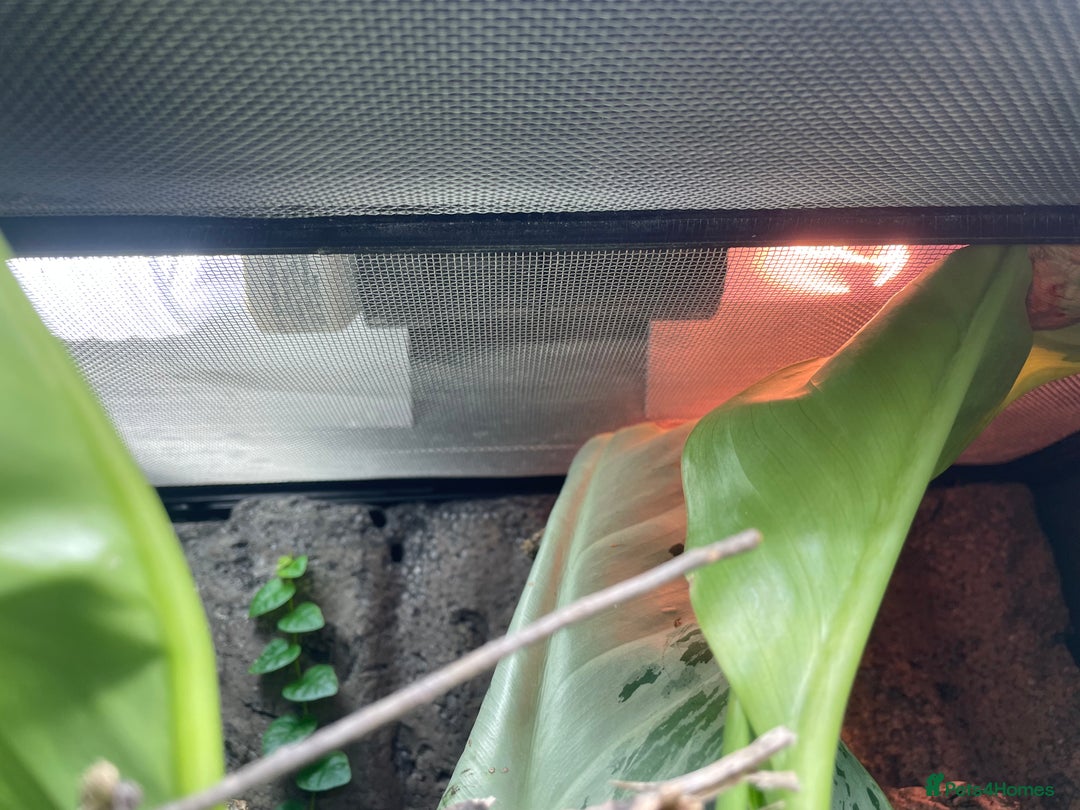 Gecko reptiles for sale: Full Bio Active set up with Crested Gecko - Image 6