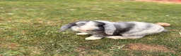Mixed Breed rabbits for sale: 3 Male Rabbits PLEASE READ DESCRIPTION  - Advert 4