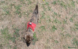 Mixed Breed dogs for sale: Mixed breed jack russel x pug - Image 3