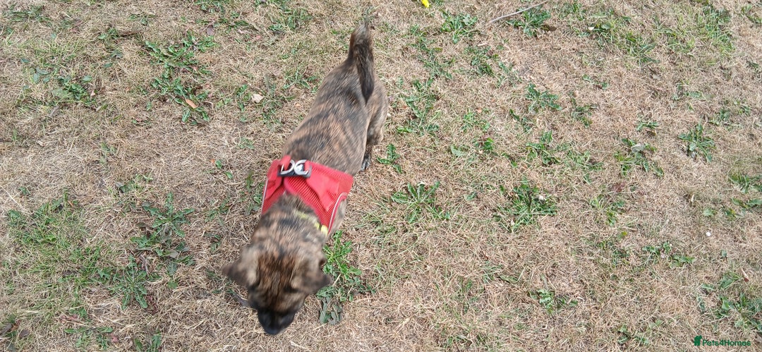 Mixed Breed dogs for sale: Mixed breed jack russel x pug - Image 3