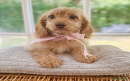 Cavapoo dogs for sale: F1b cavapoo puppies fully vaccinated  - Image 1