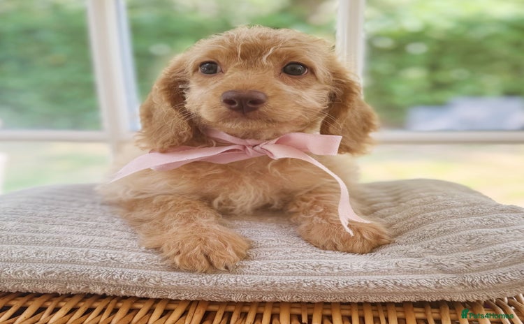 Cavapoo dogs - Advert 1