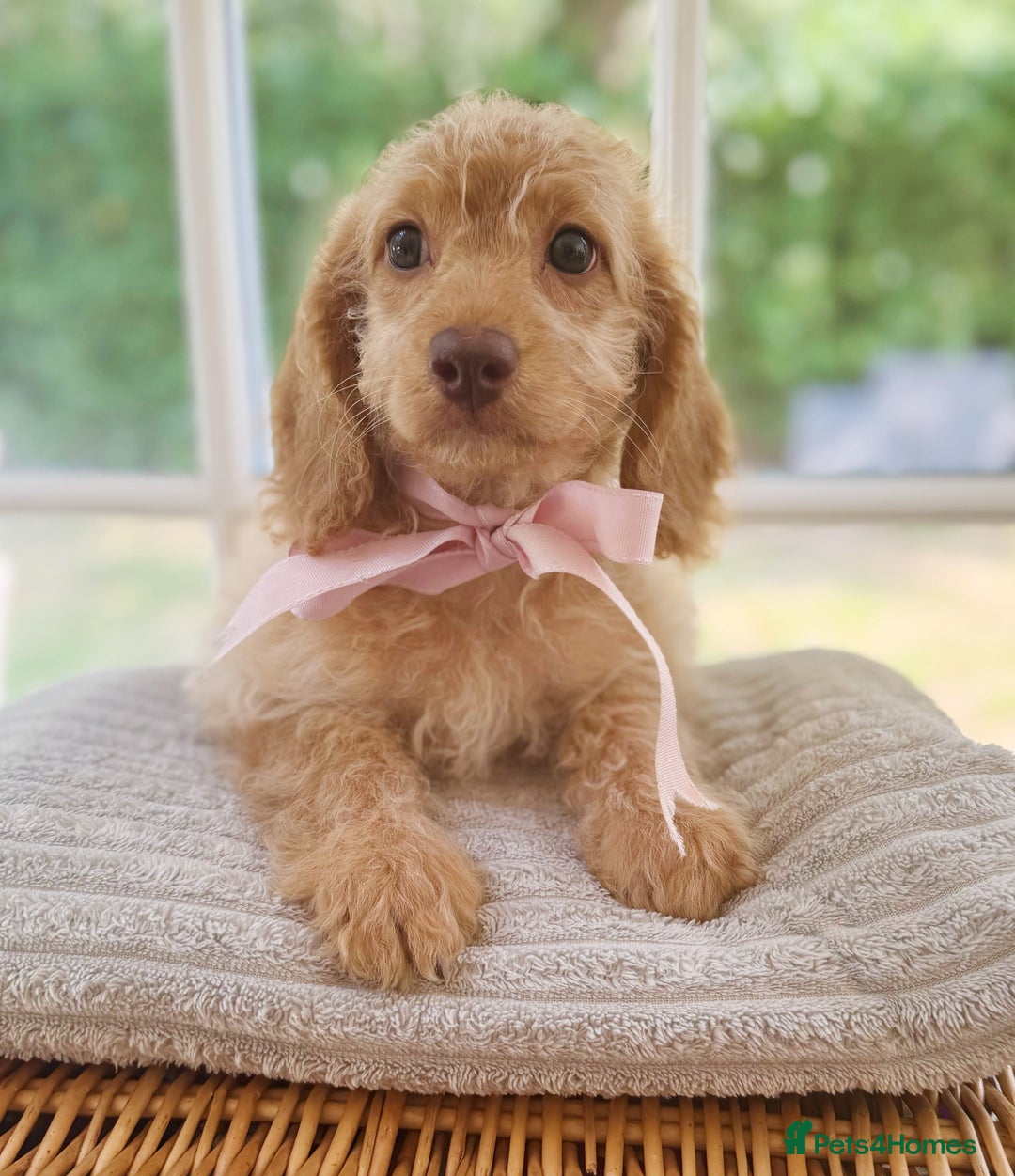 Cavapoo dogs for sale: F1b cavapoo puppies fully vaccinated  - Image 1