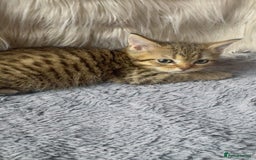 Mixed Breed cats for sale: Beautiful kittens in Leicester - Image 8