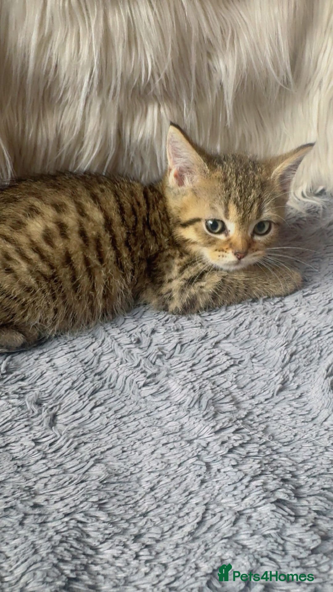 Mixed Breed cats for sale: Beautiful kittens in Leicester - Image 8