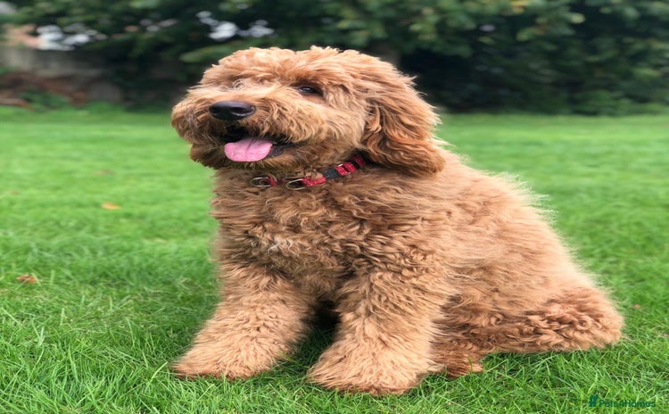 Bernedoodle dogs - Advert 1