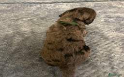 Cockapoo dogs for sale: 5 ⭐️ Cockapoo Puppies for 5 ⭐️ homes only - Image 37