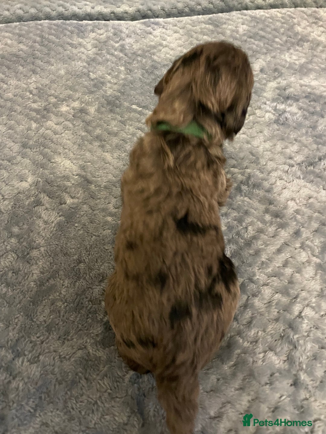 Cockapoo dogs for sale: 5 ⭐️ Cockapoo Puppies for 5 ⭐️ homes only - Image 37