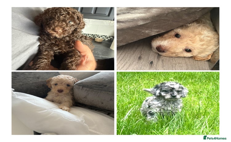 Cockapoo dogs - Advert 1