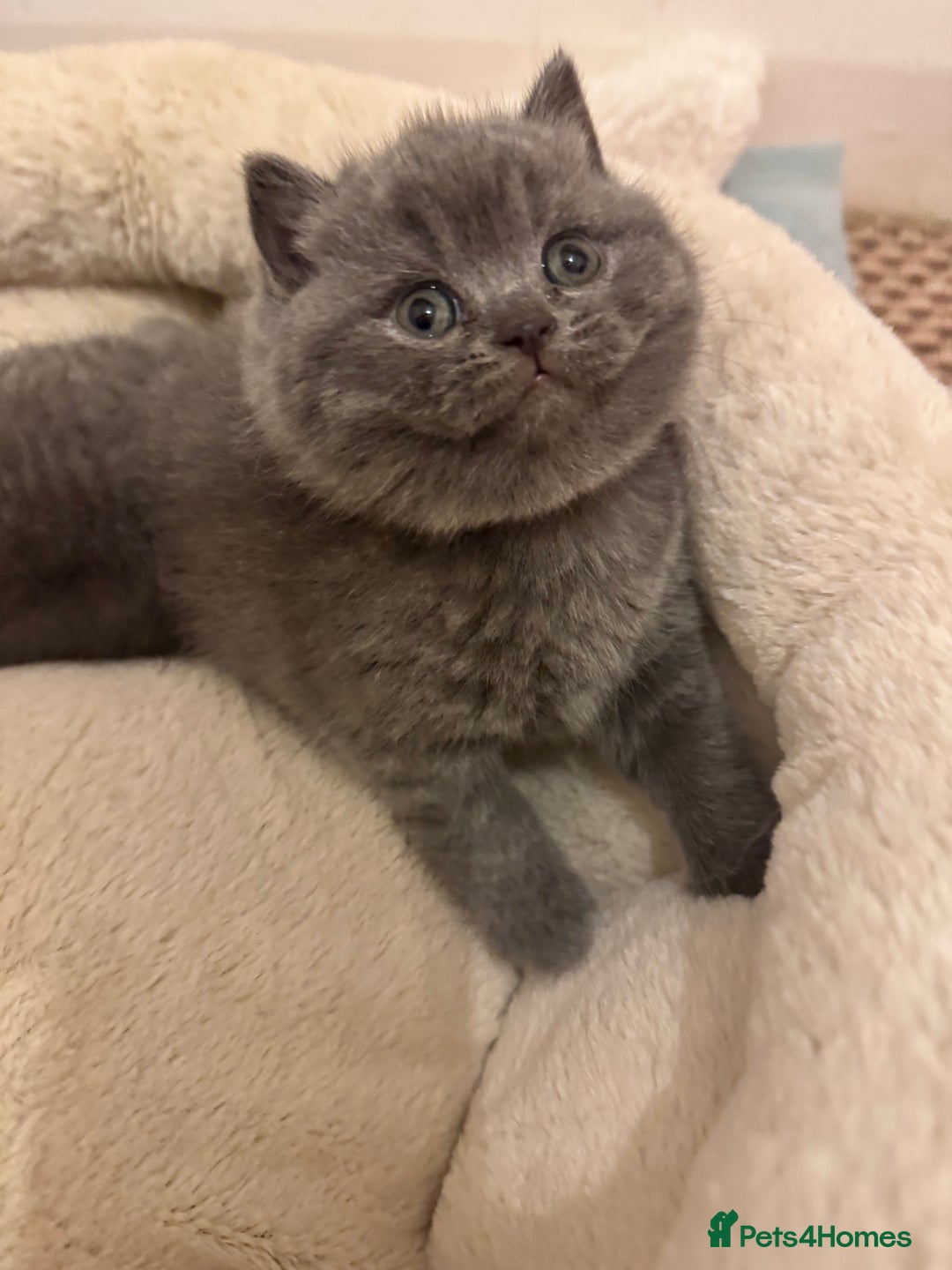 British Shorthair cats for sale: British Shorthair Blue 3 Girls GCCF registered  - Image 8