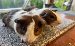 Guinea Pig rodents for sale: Pair of bonded brothers  - Image 2