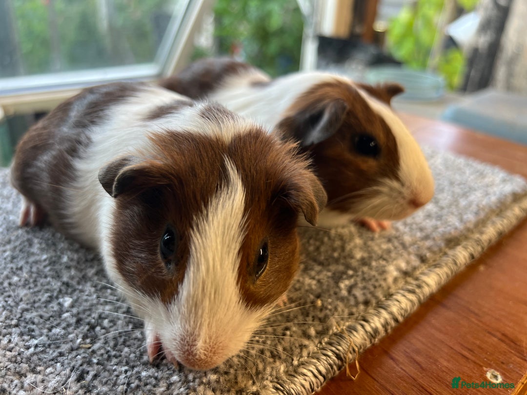 Guinea Pig rodents for sale: Pair of bonded brothers  - Image 2