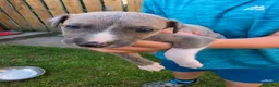 Mixed Breed dogs for sale: Bedlington whippets - Advert 14