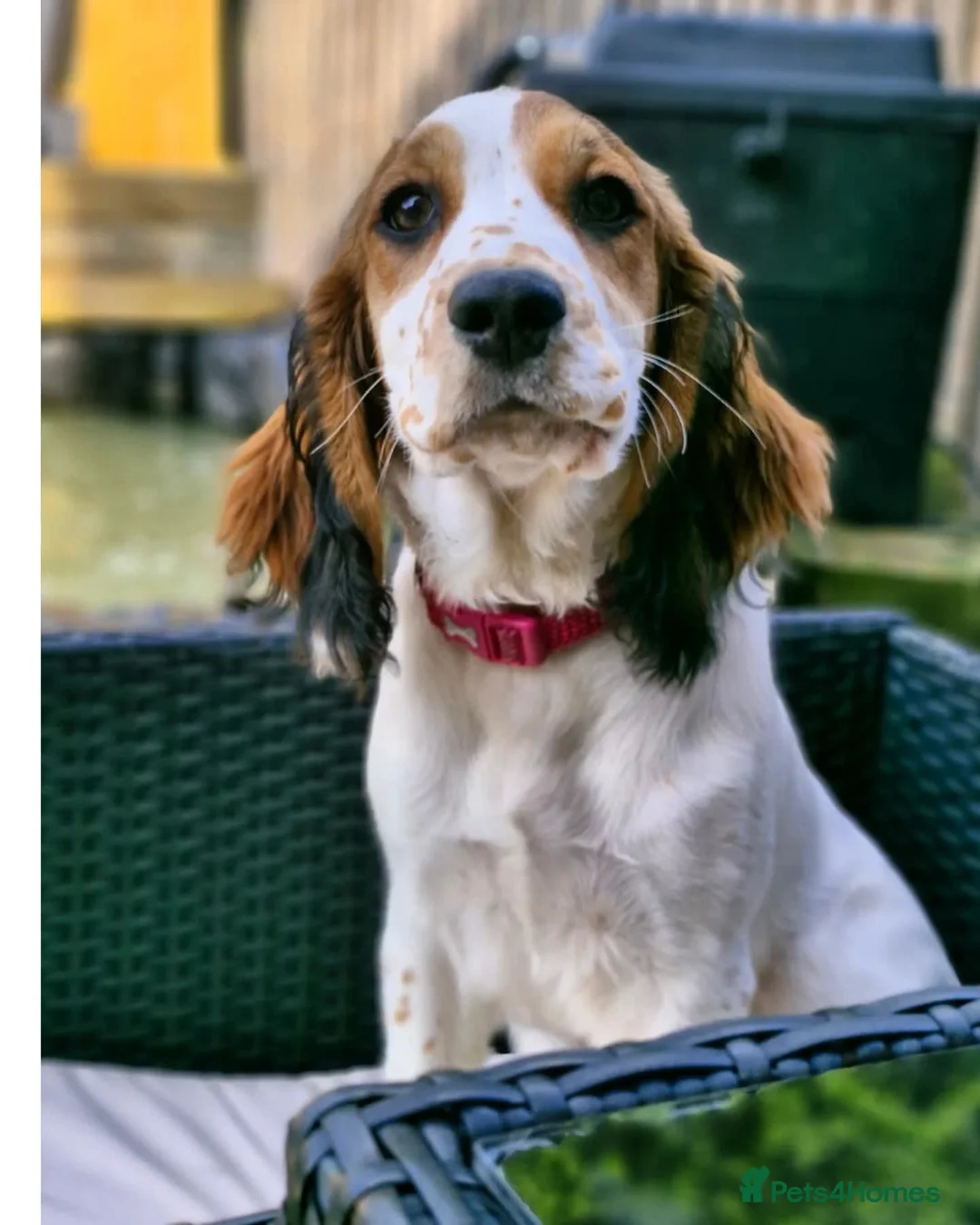 Sprocker dogs for sale: One last beautiful sprocker available  - Advert 9