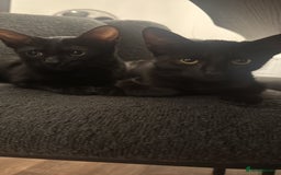Mixed Breed cats for sale: 6 month old black mixed oriental Boy  - Image 4
