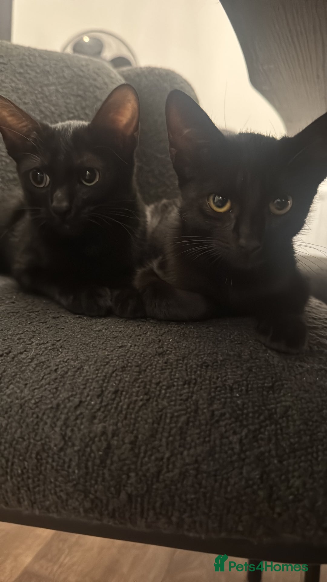 Mixed Breed cats for sale: 6 month old black mixed oriental Boy  - Image 4