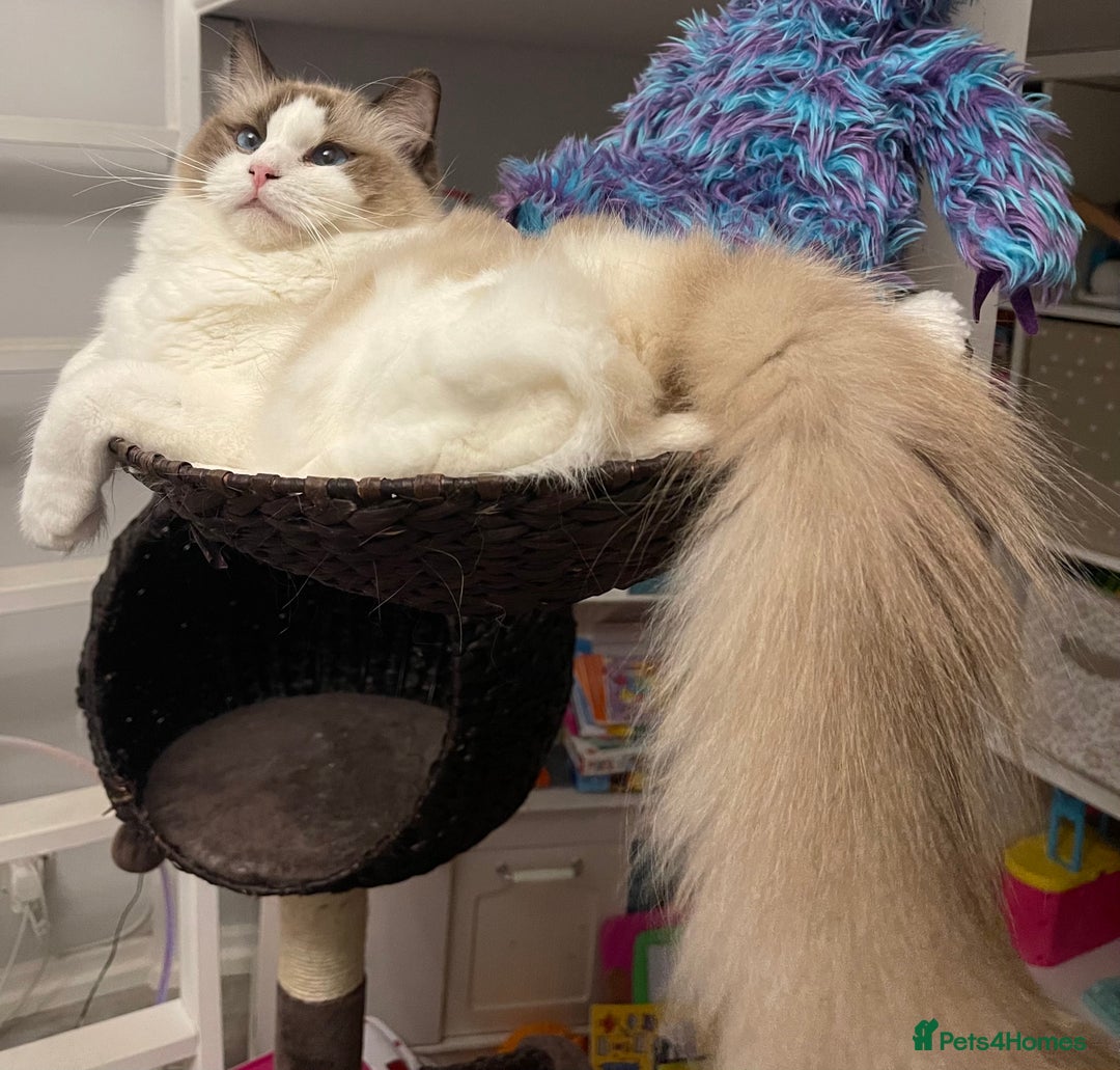 Ragdoll cats for sale: Family pet to a responsible and loving foreverhome - Advert 1