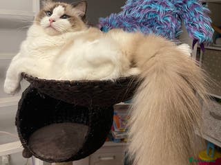 Ragdoll cats Family pet to a responsible and loving foreverhome - Advert 7