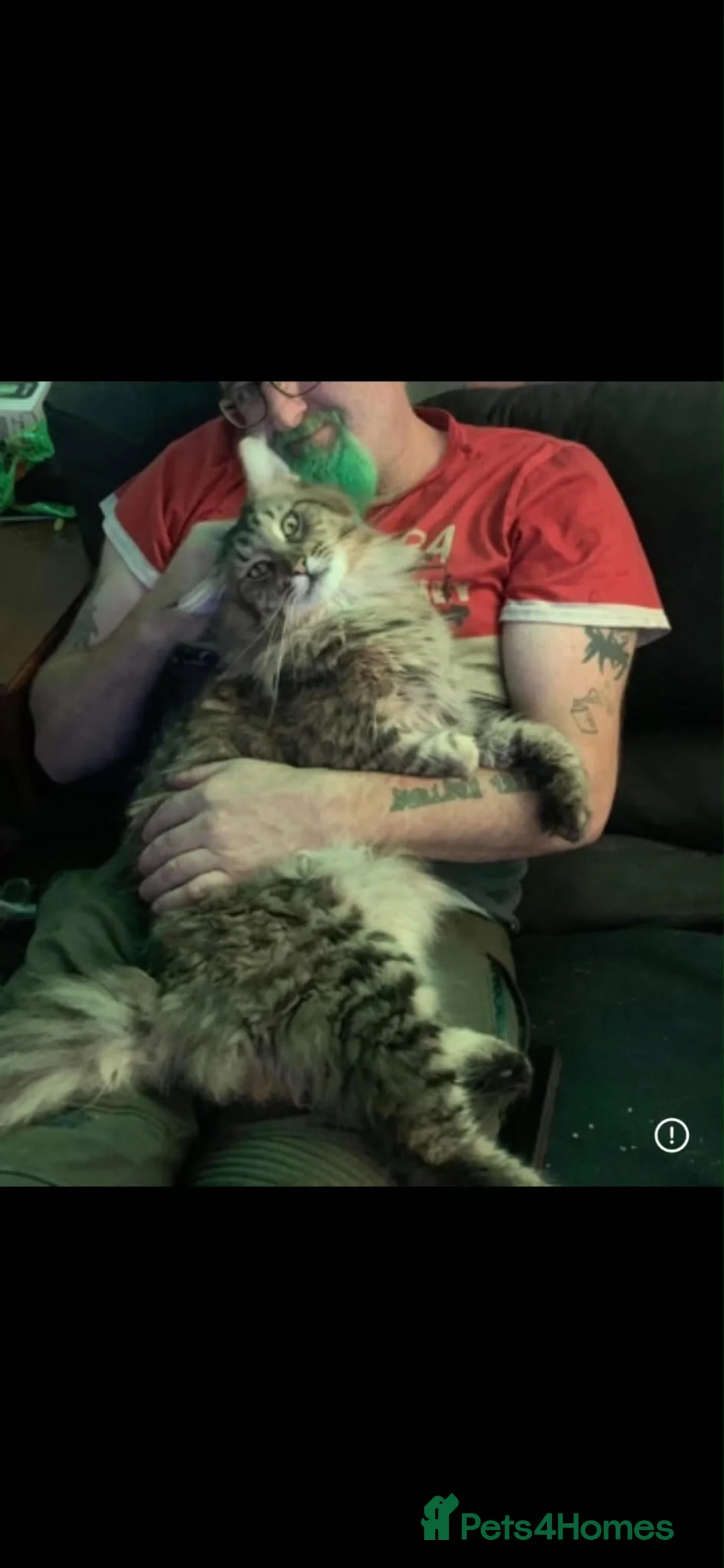 Maine Coon cats for sale: Maine coon pure American kittens - Advert 20
