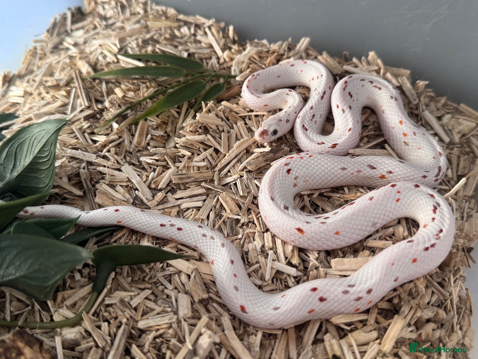 Corn Snake reptiles Stunning Palmetto Corn snake female - Advert 1