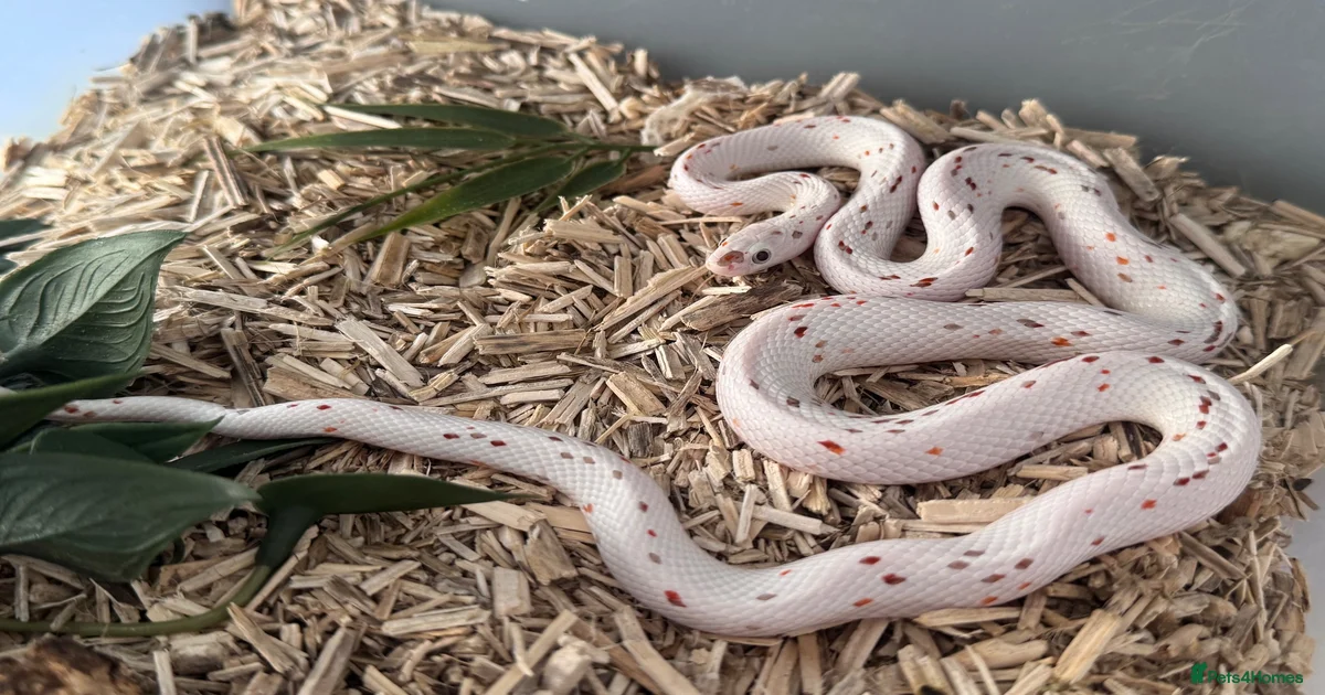Corn Snake Reptiles for sale in Solihull, West Midlands | Pets4Homes