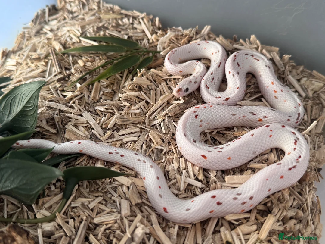 Corn Snake reptiles for sale: Stunning Palmetto Corn snake female - Advert 1
