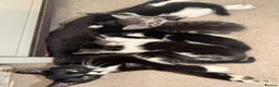 Mixed Breed cats for sale: Kittens for sale  in Southampton - Advert 6
