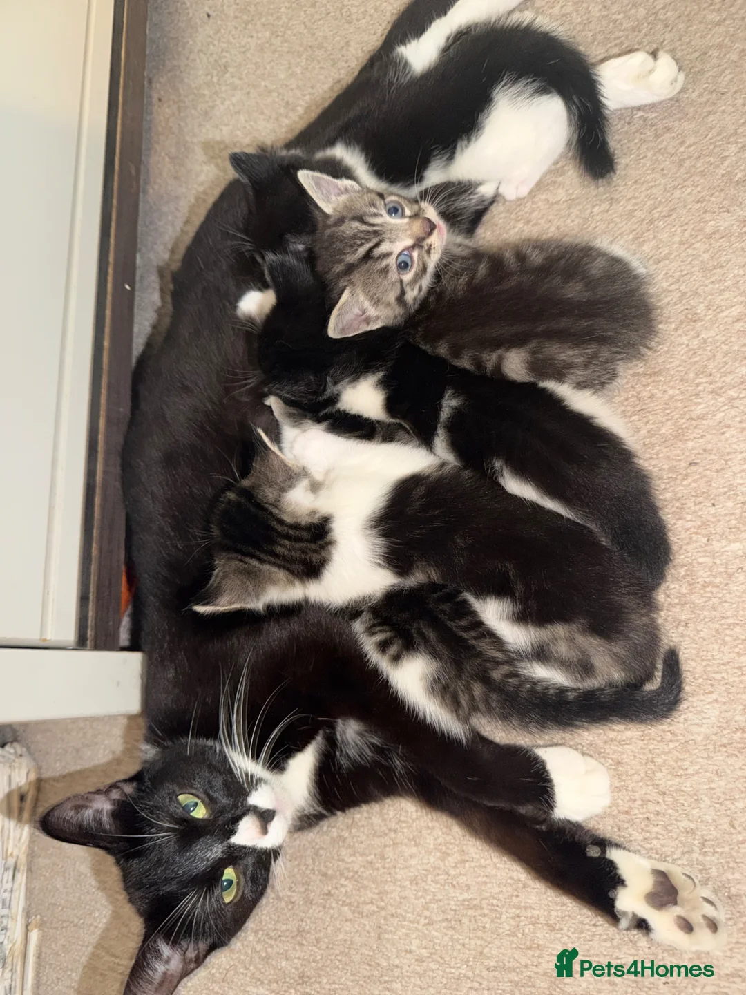 Mixed Breed cats for sale: Kittens for sale  in Southampton - Advert 6