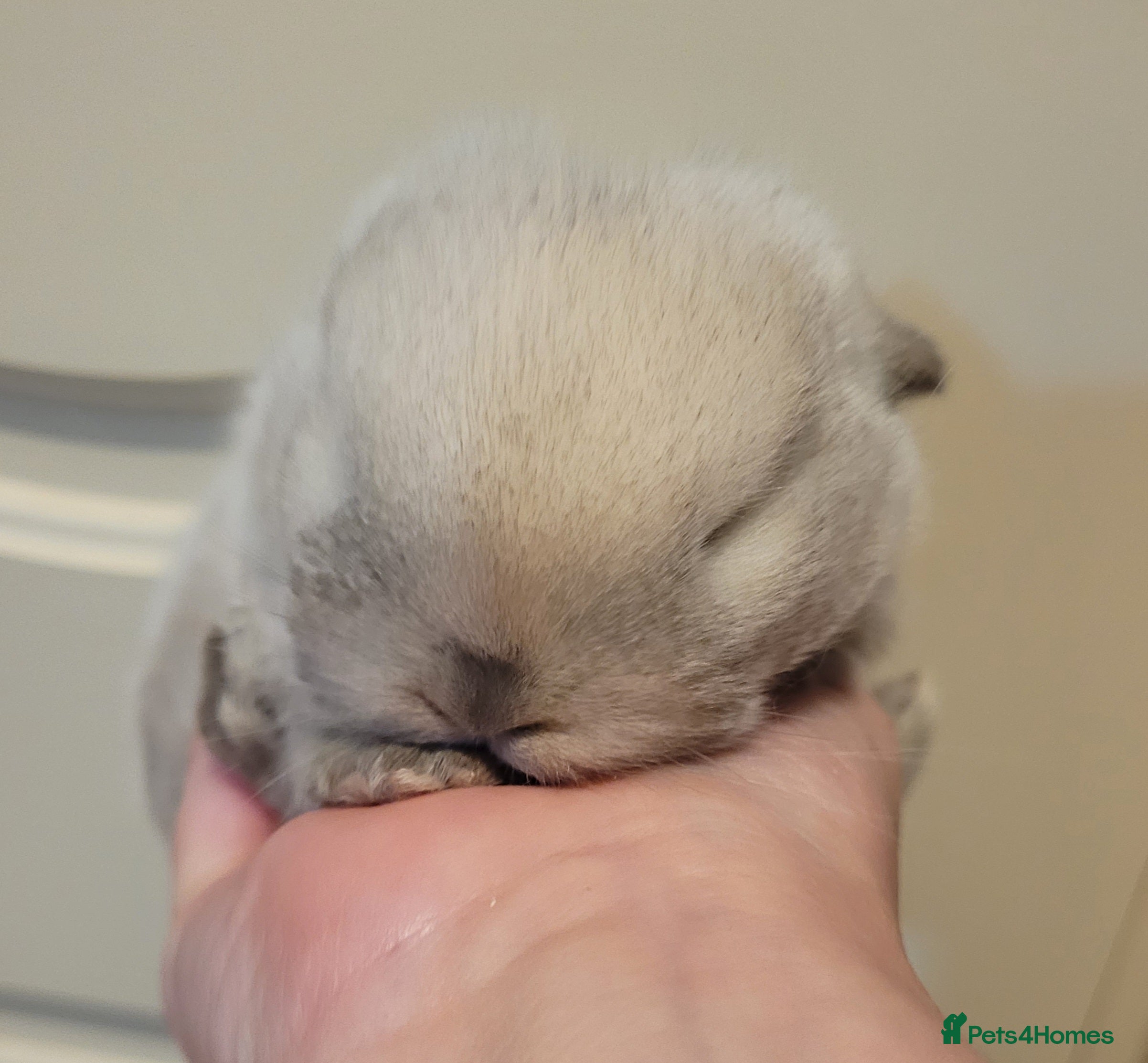 Mini Lop rabbits Beautiful Purebred Mini Lop Bunnies - Advert 20