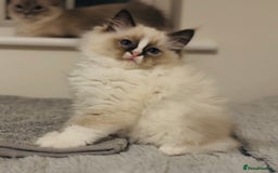 Ragdoll cats for sale: 💙🐾Tica full Pedigree🐾EU Ragdoll 🐱🐾DNA Clear❤️ - Image 11