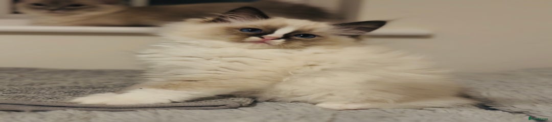 Ragdoll Kitten 6