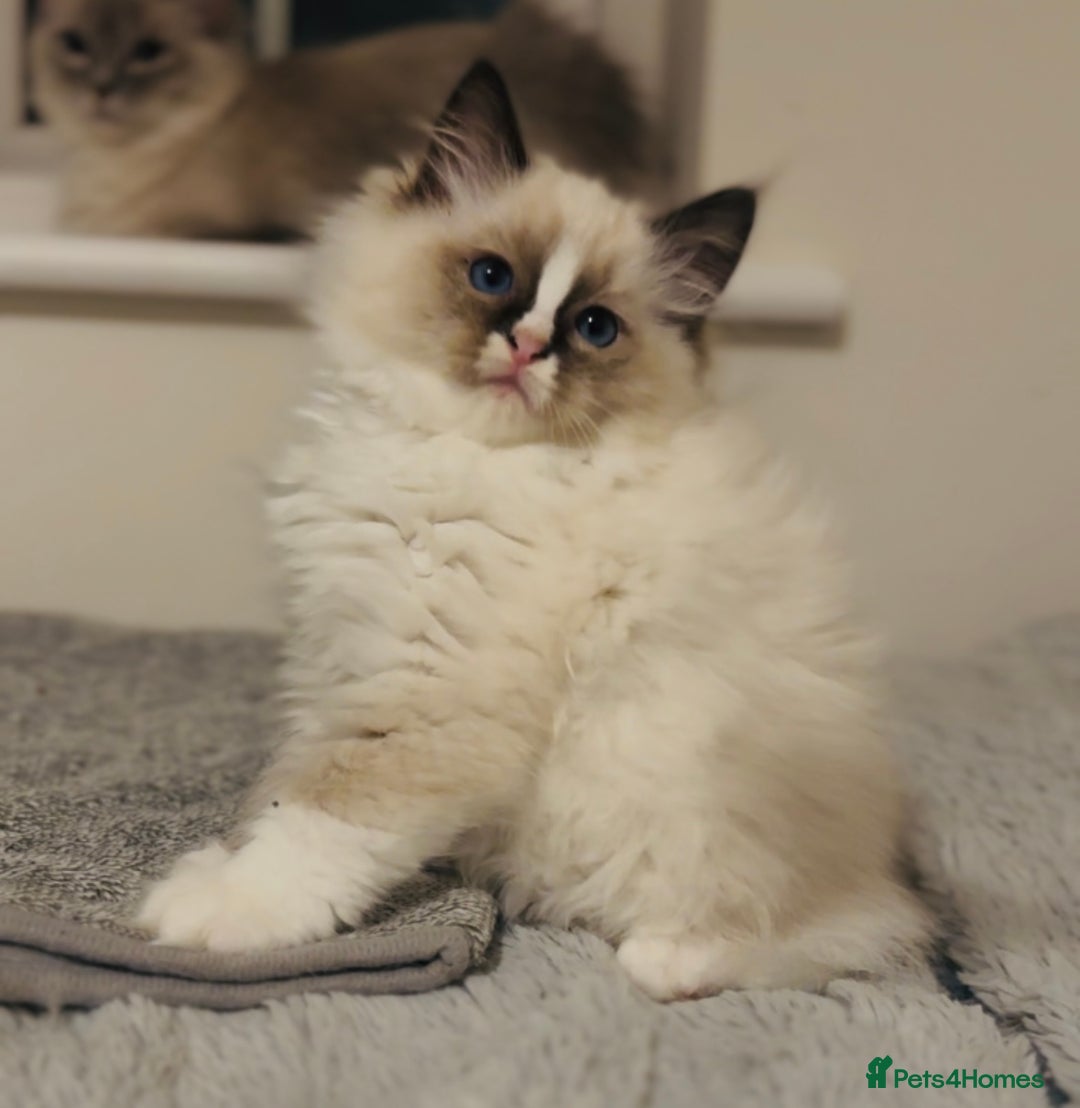 Ragdoll cats for sale: 💙🐾Tica full Pedigree🐾EU Ragdoll 🐱🐾DNA Clear❤️ - Image 11