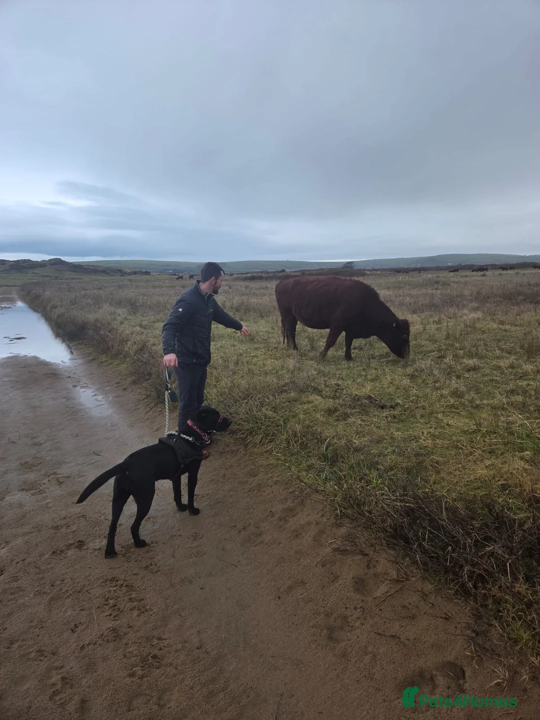 Mixed Breed dogs for adoption: 💖🐶 NICOL 🐶💖 - Advert 7