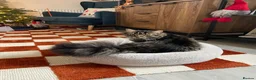 Mixed Breed cats for sale: Beautiful 1.5 Year Old Bengal Mix in Peacehaven - Advert 5