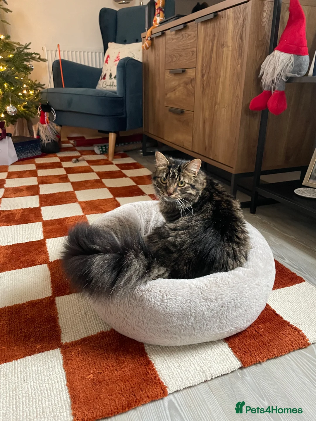 Mixed Breed cats for sale: Beautiful 1.5 Year Old Bengal Mix in Peacehaven - Advert 5