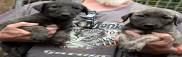 Caucasian Shepherd Dog dogs for sale: Caucasian/Wolfhound  - Advert 1
