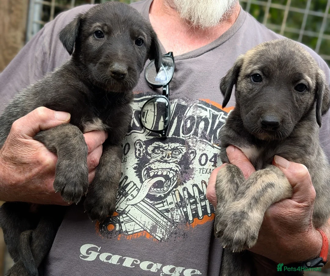 Caucasian Shepherd Dog dogs for sale: Caucasian/Wolfhound  - Advert 1
