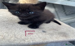 Mixed Breed cats for sale: Half british shorthair kitten - Image 5