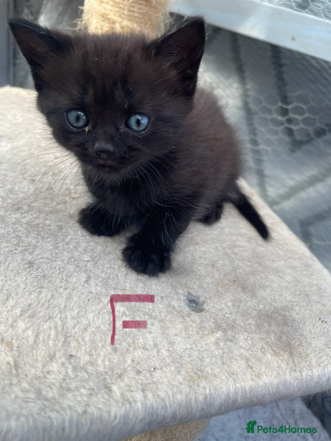 Mixed Breed cats for sale: Half british shorthair kitten - Image 5