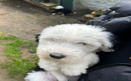 Old English Sheepdog dogs for sale: Kennel Club Reg Old English Sheepdog Puppies - Image 34